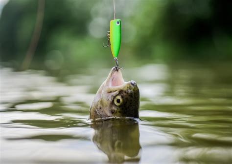 レジャーフィッシング: 魚が空を飛ぶ夢を見る時