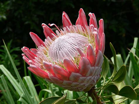  Veldflower Guide: A Journey Through South Africa's Floral Tapestry